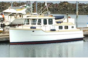 Guillemot